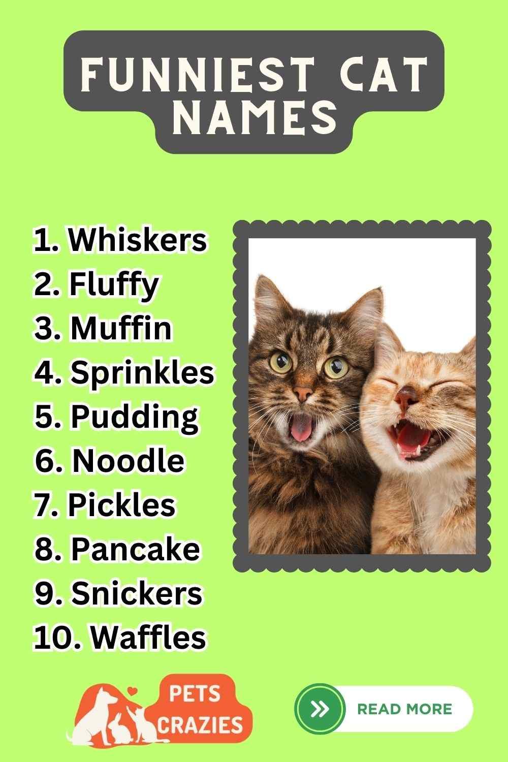 300-funniest-cat-names-unforgettable-picks