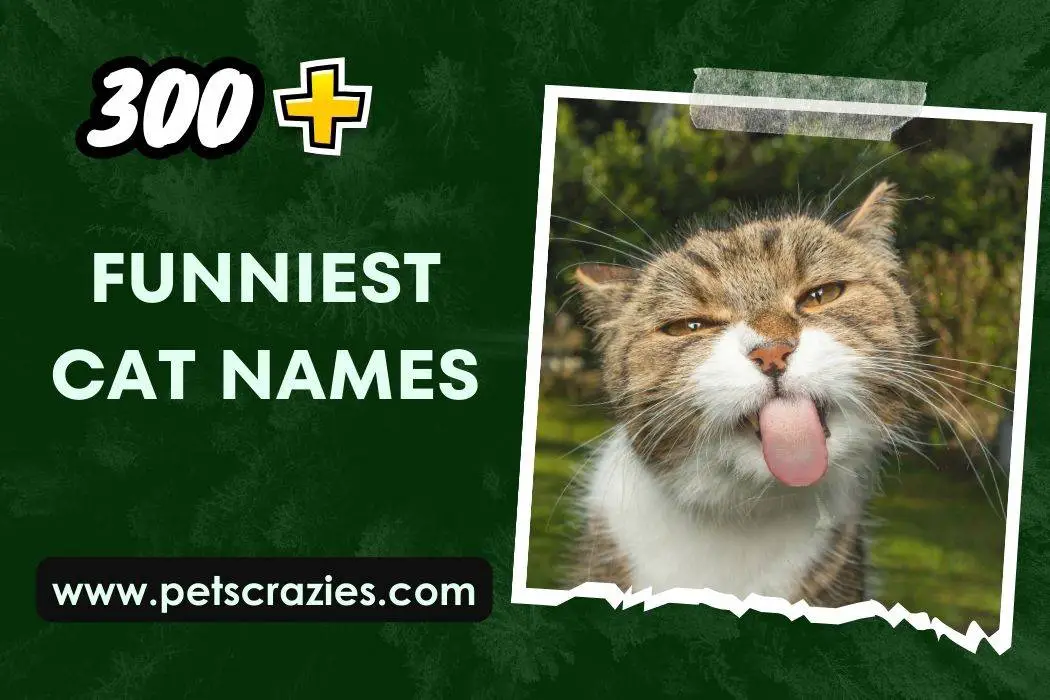 300+ Funniest Cat Names (Unforgettable Picks)