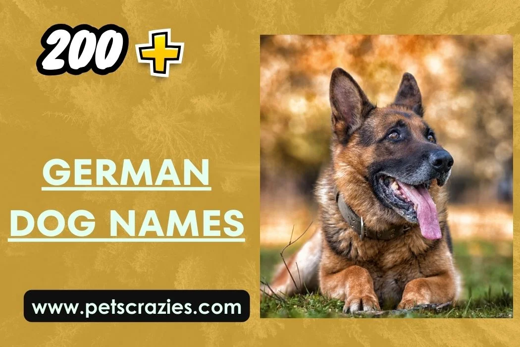 German Dog Names - Unique And Traditional Picks 1 German Dog Names