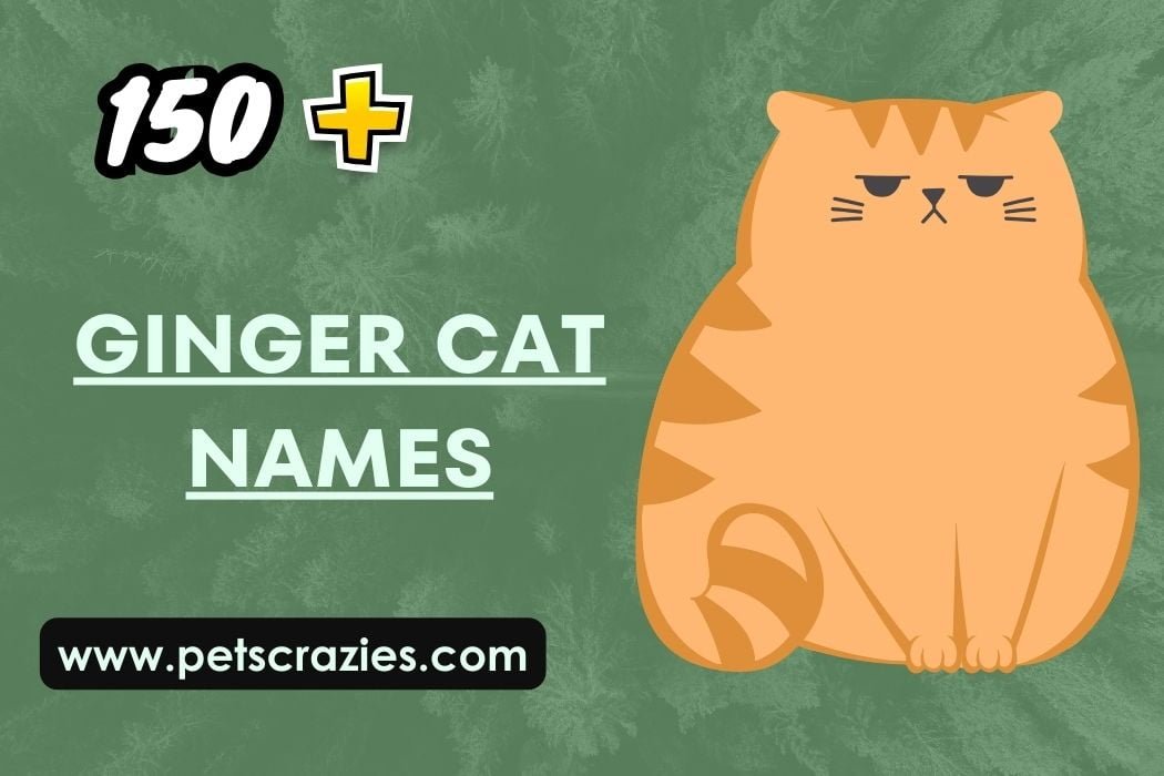 150-ginger-cat-names-funny-and-cute-ideas