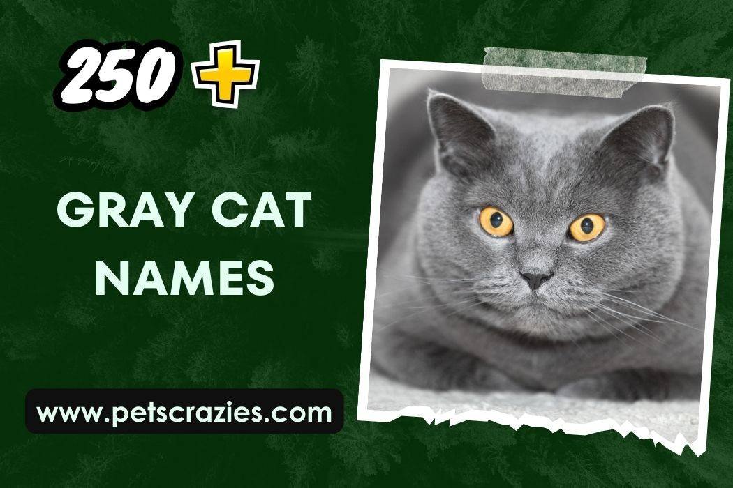 250+ Gray Cat Names (Personality Match)