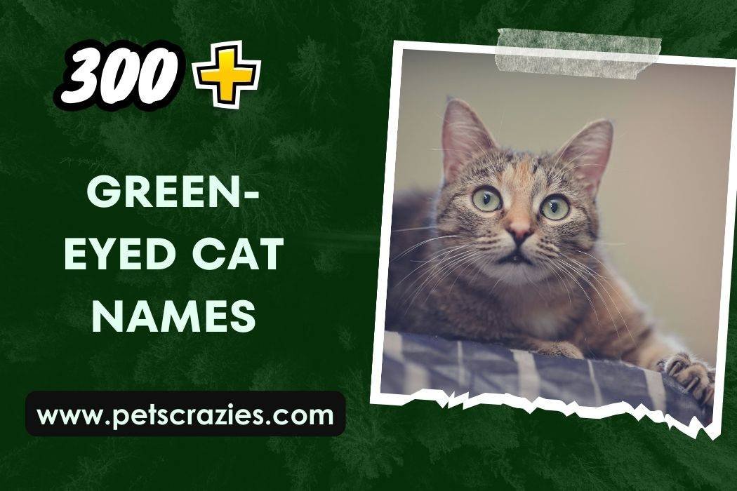 Green-Eyed Cat Names