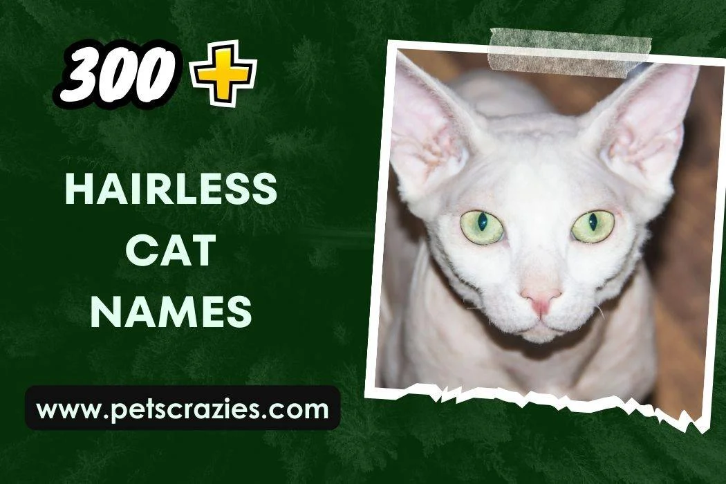 Hairless Cat Names
