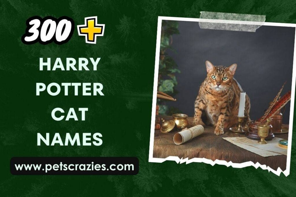 300+ Harry Potter Cat Names (furry Wizards)