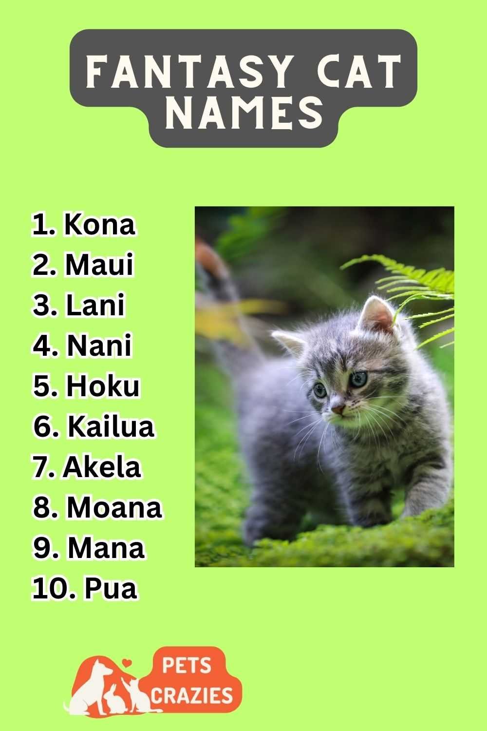 300 Hawaiian Cat Names Memorable Monikers   Hawaiian Cat Names Ideas List 