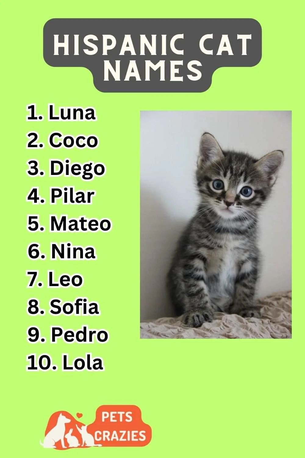 Hispanic Cat Names Ideas List