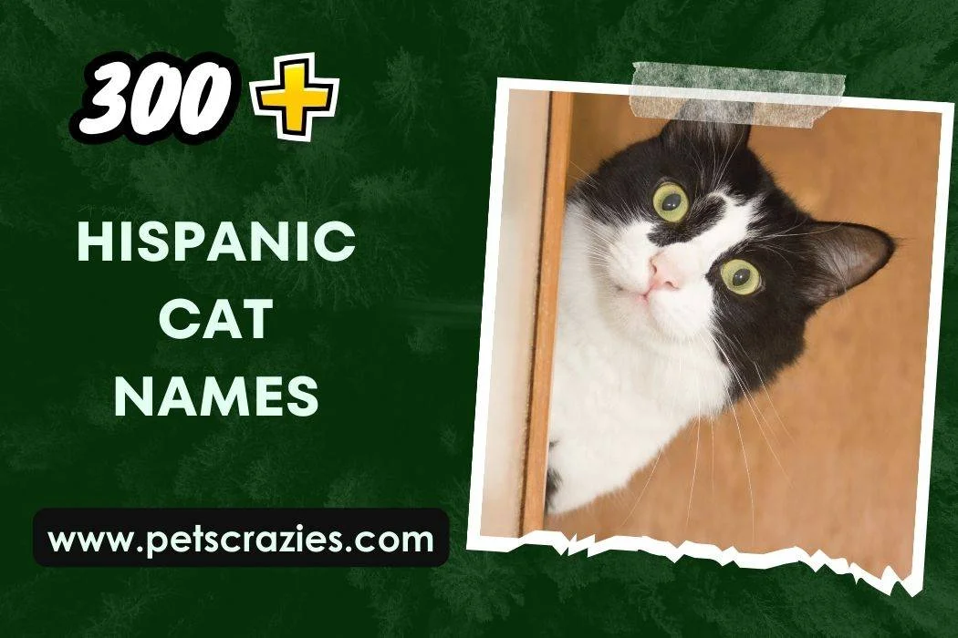 Hispanic Cat Names