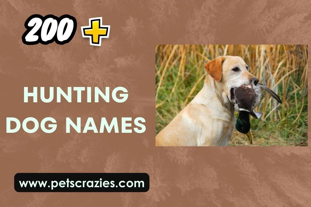 Hunting Dog Names
