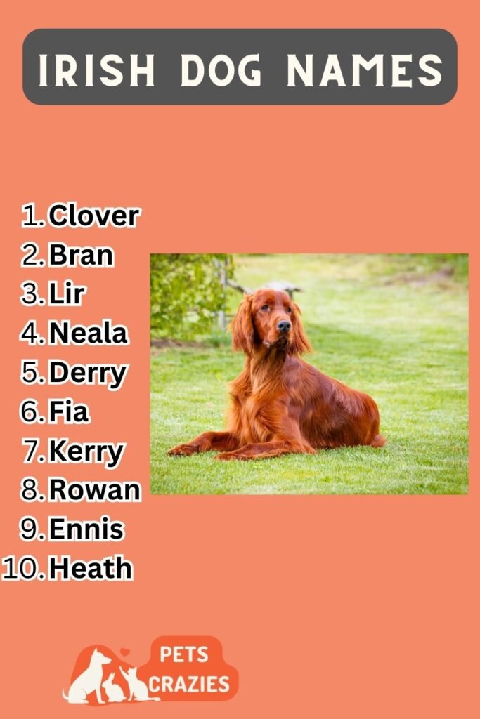 200+ Irish Dog Names - Unique And Cute Ideas