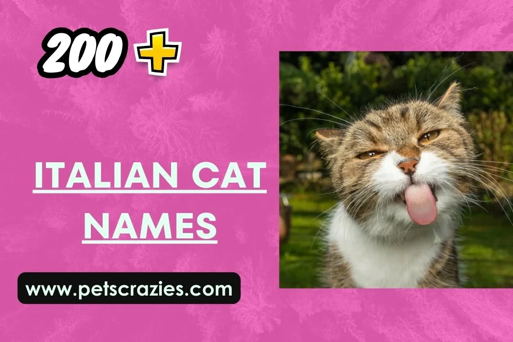 Italian Cat Names - Adding Bella Vita To Your Kitty! 1 Italian Cat Names