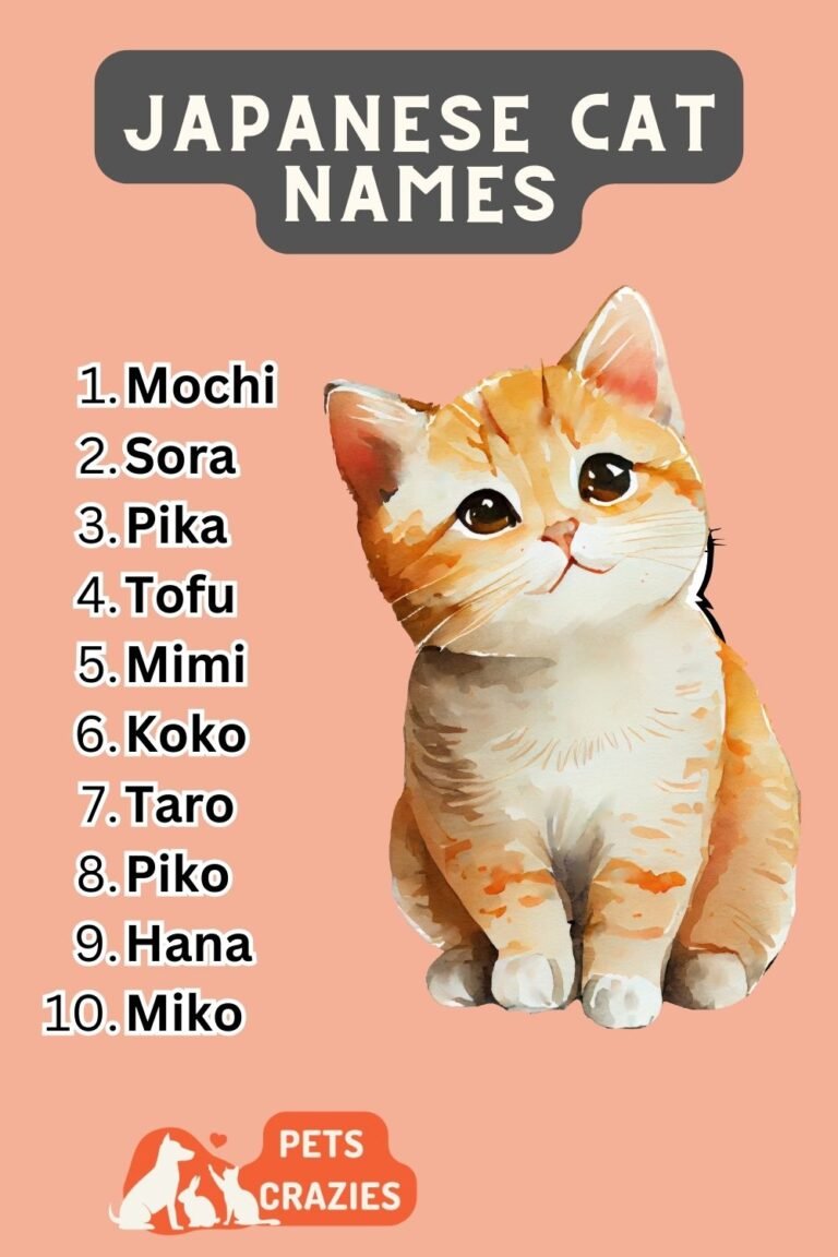 200-japanese-cat-names-funny-and-cute-ideas