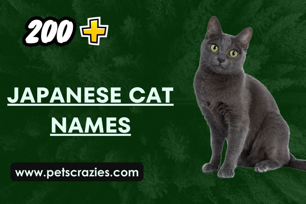 Japanese Cat Names