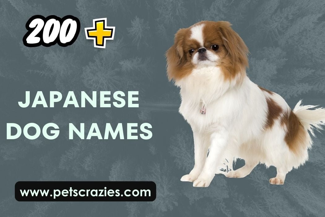 Japanese Dog Names