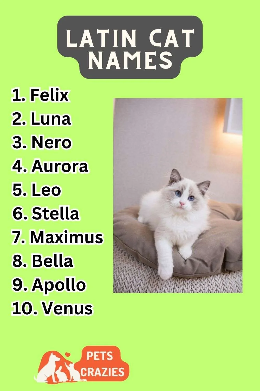 Latin Cat Names Ideas List