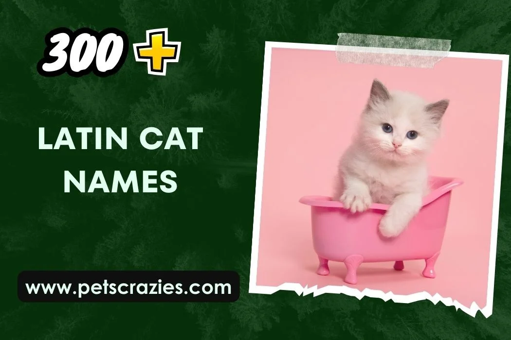 Latin Cat Names