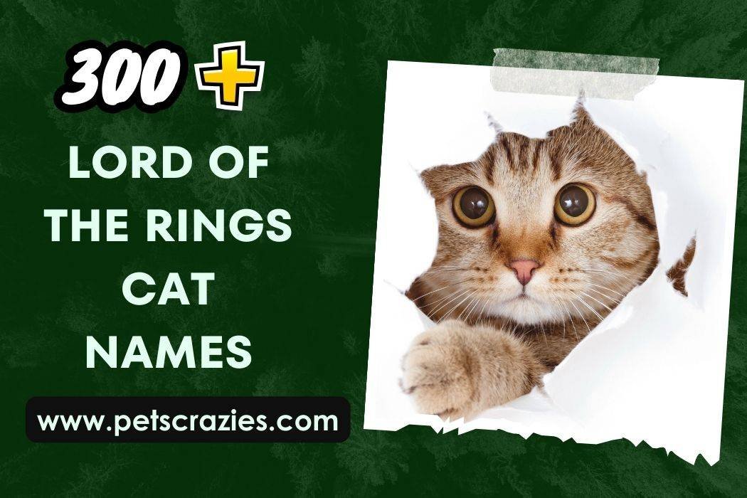 Lord Of The Rings Cat Names (300+ Mystical Feline Monikers) 1 Lord Of The Rings Cat Names