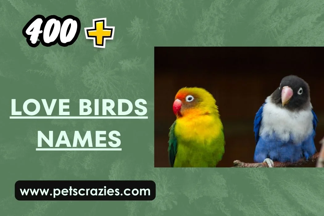 Love Birds Names