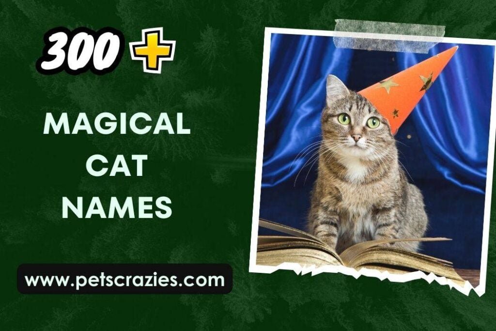 300+ Magical Cat Names (Fantasy Felines)