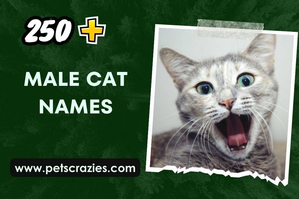 250+ Male Cat Names (Trends Explored)