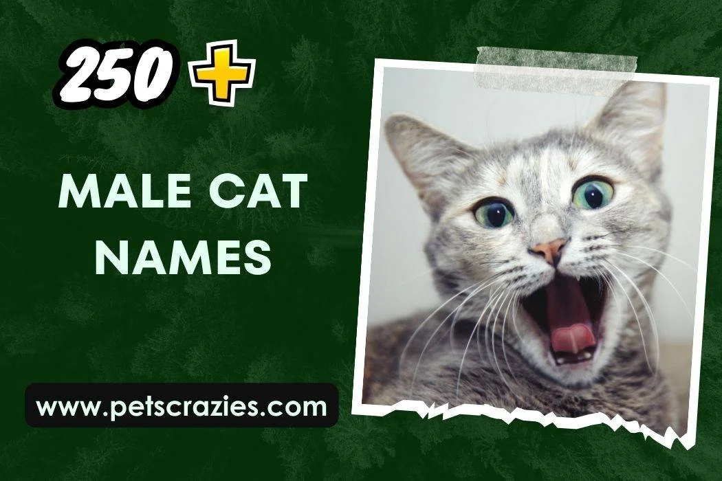 Male Cat Names