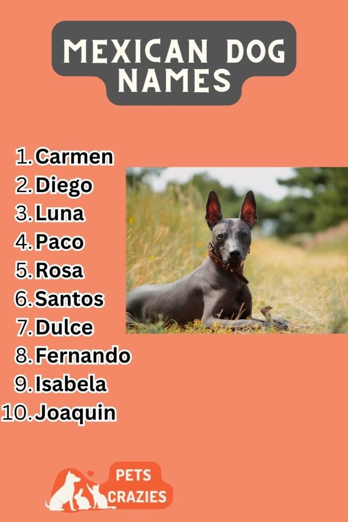 200+ Mexican Dog Names - Vibrant And Cultural Choices