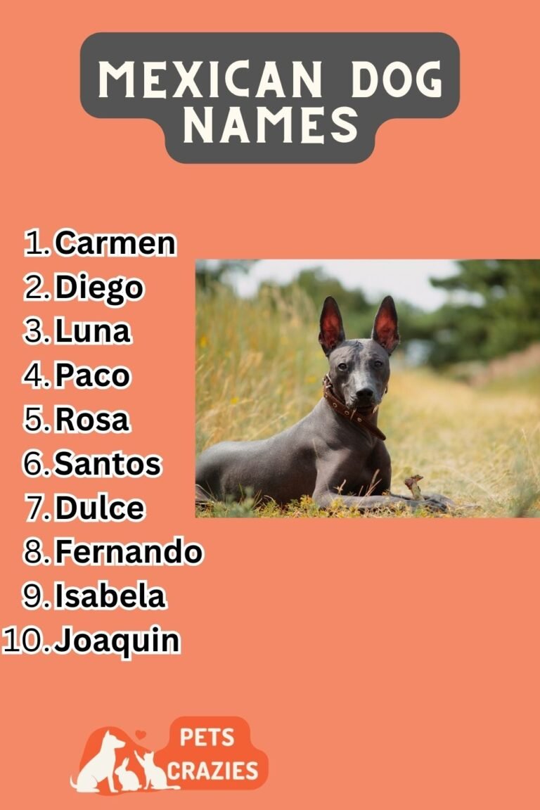 200-mexican-dog-names-vibrant-and-cultural-choices