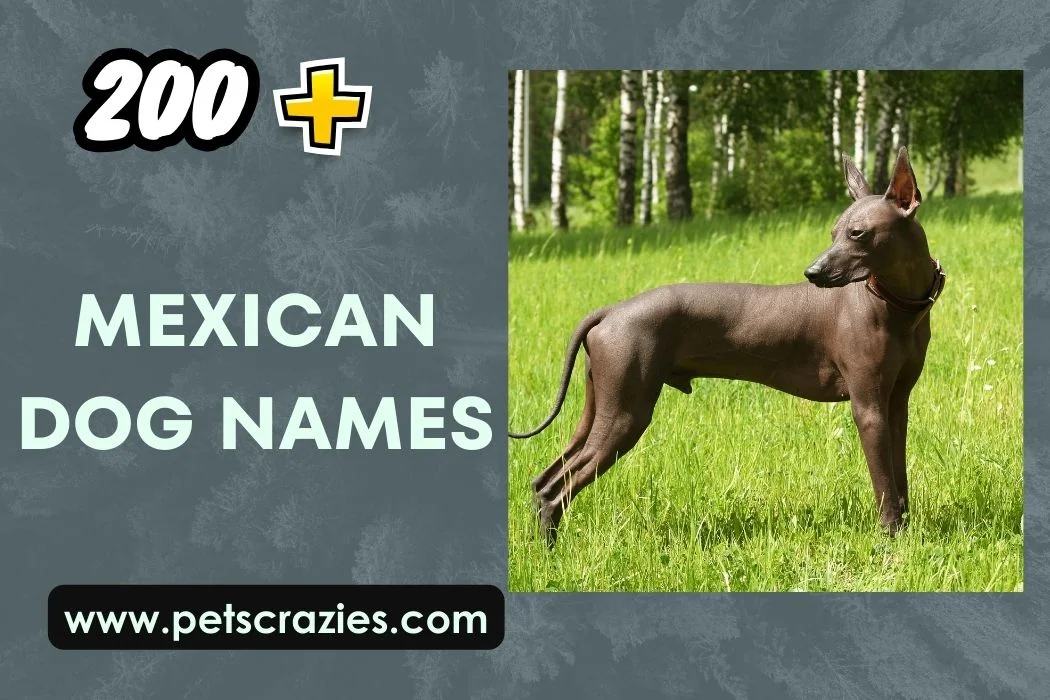 Mexican Dog Names - Vibrant And Cultural Choices 1 Mexican Dog Names