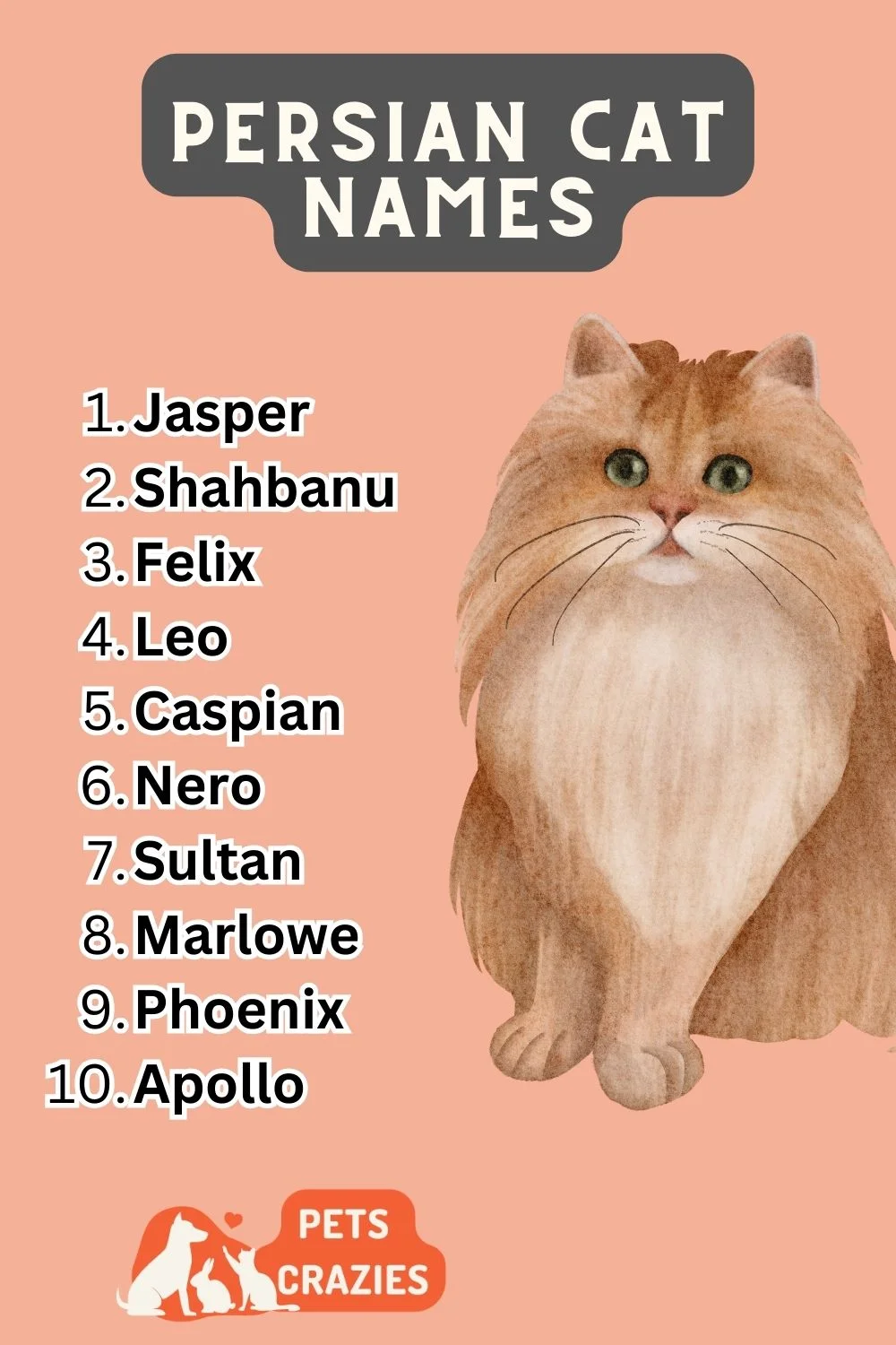 Persian Cat Names - Funny And Cute Ideas 3 Persian Cat Names List