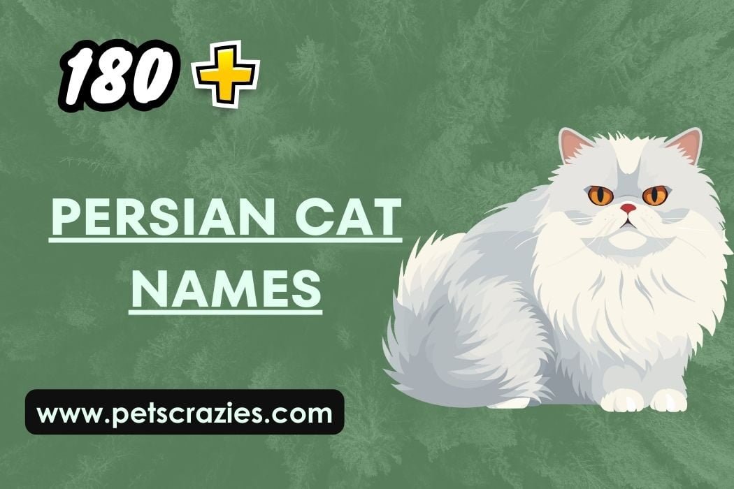 180+ Persian Cat Names - Funny And Cute Ideas