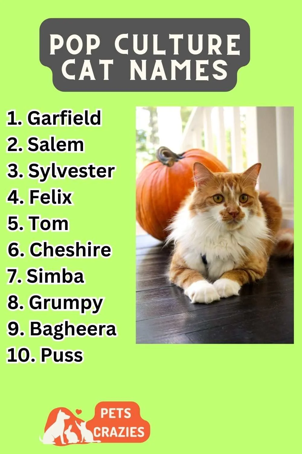 Pop Culture Cat Names (300+ Catchy Selections) 3 Pop Culture Cat Names Ideas List