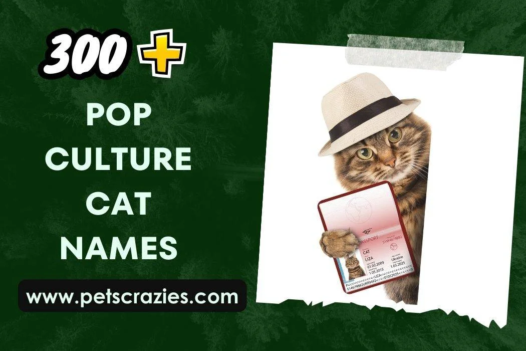Pop Culture Cat Names (300+ Catchy Selections) 1 Pop Culture Cat Names