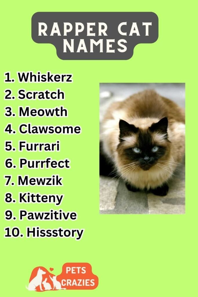 300-rapper-cat-names-memorable-ideas