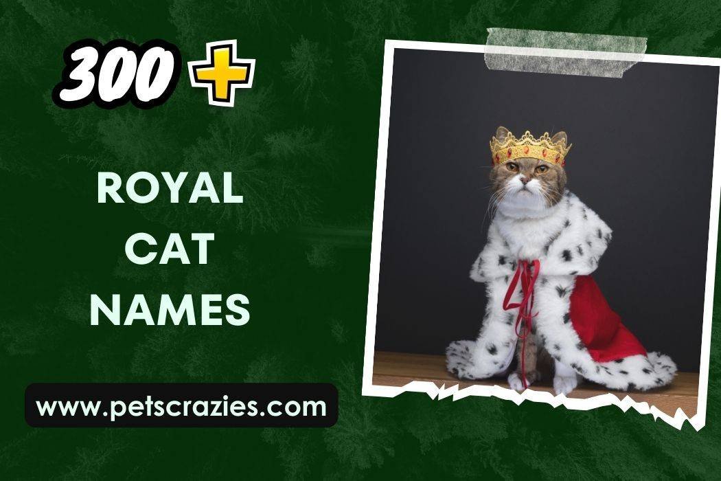 300-royal-cat-names-elite-naming