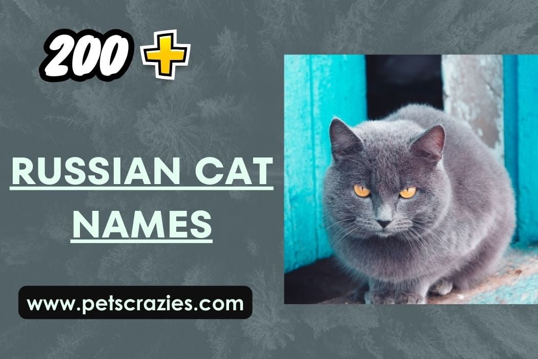 200+ Russian Cat Names - Traditional And Unique Ideas