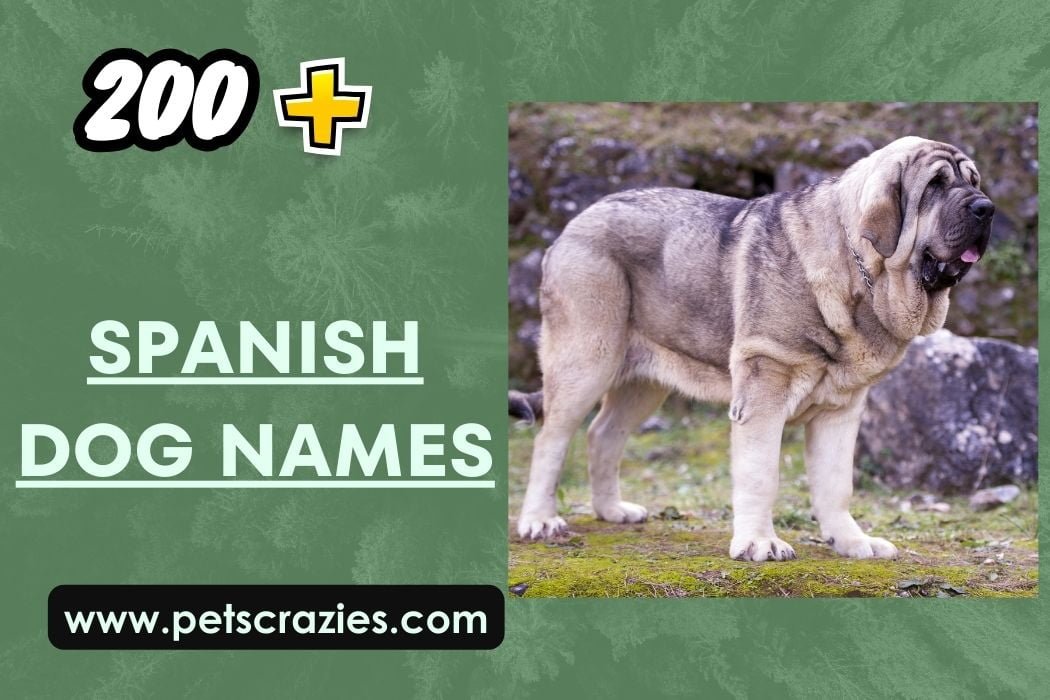 Spanish Dog Names