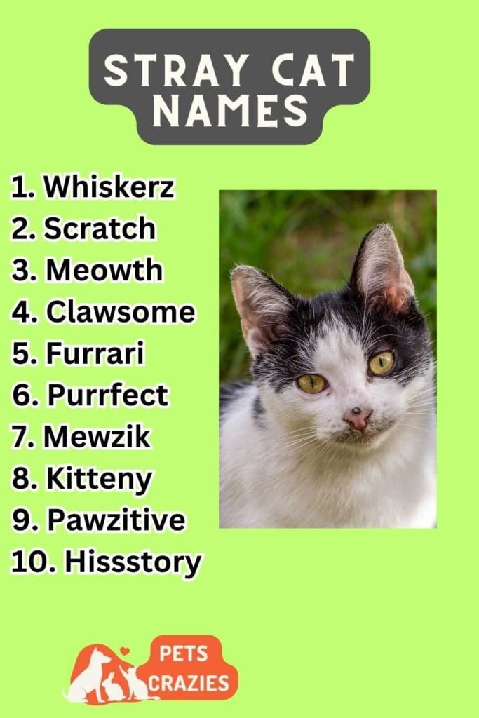 300+ Stray Cat Names (Heartwarming Picks)