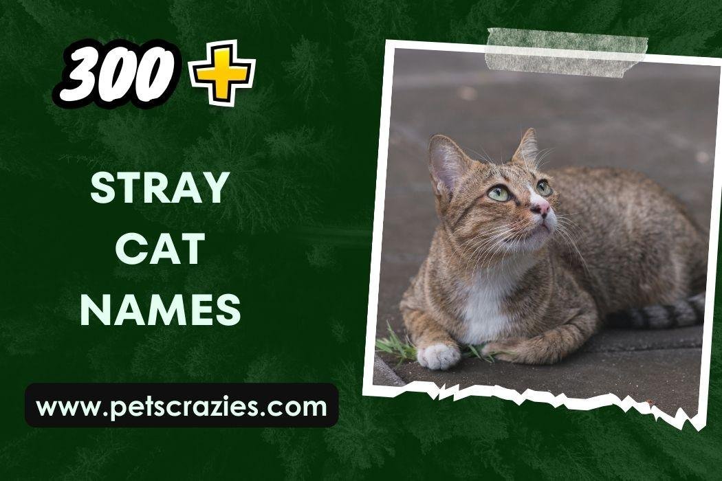 300+ Stray Cat Names (Heartwarming Picks)