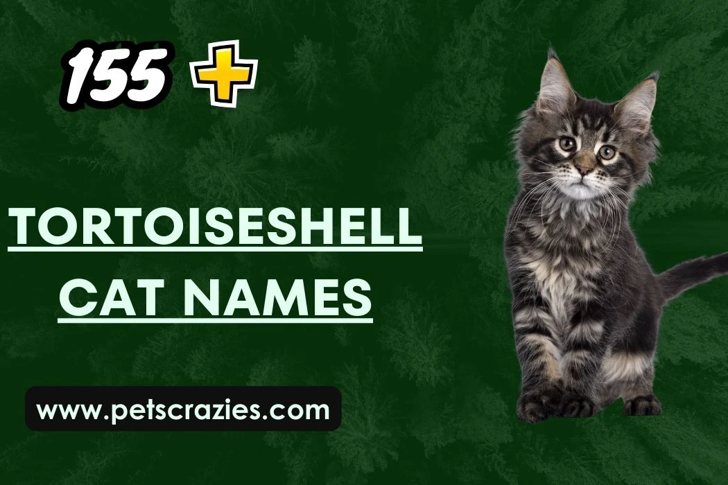 150 Tortoiseshell Cat Names Funny And Creative Ideas