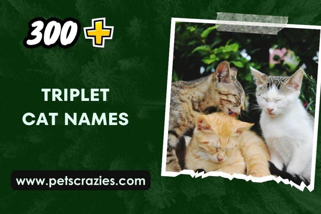 300+ Triplet Cat Names (Perfect Pairings)