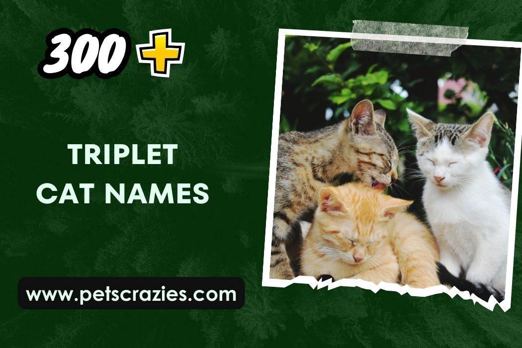 40-male-unique-cat-names-for-your-furball-unique-cat-names-male-cat