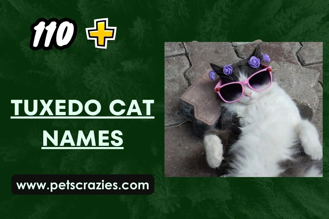 Tuxedo Cat Names - Funny and Cool Ideas 1 Tuxedo Cat Names