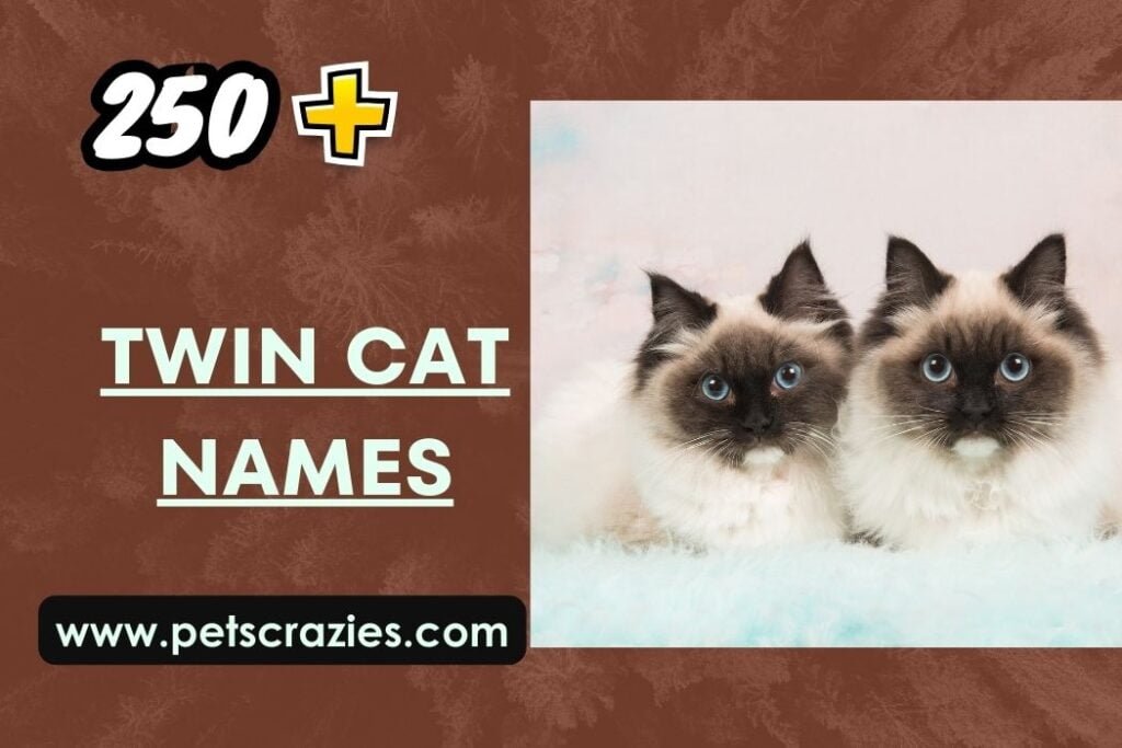 250+ Twin Cat Names - Perfect Matching Pairs