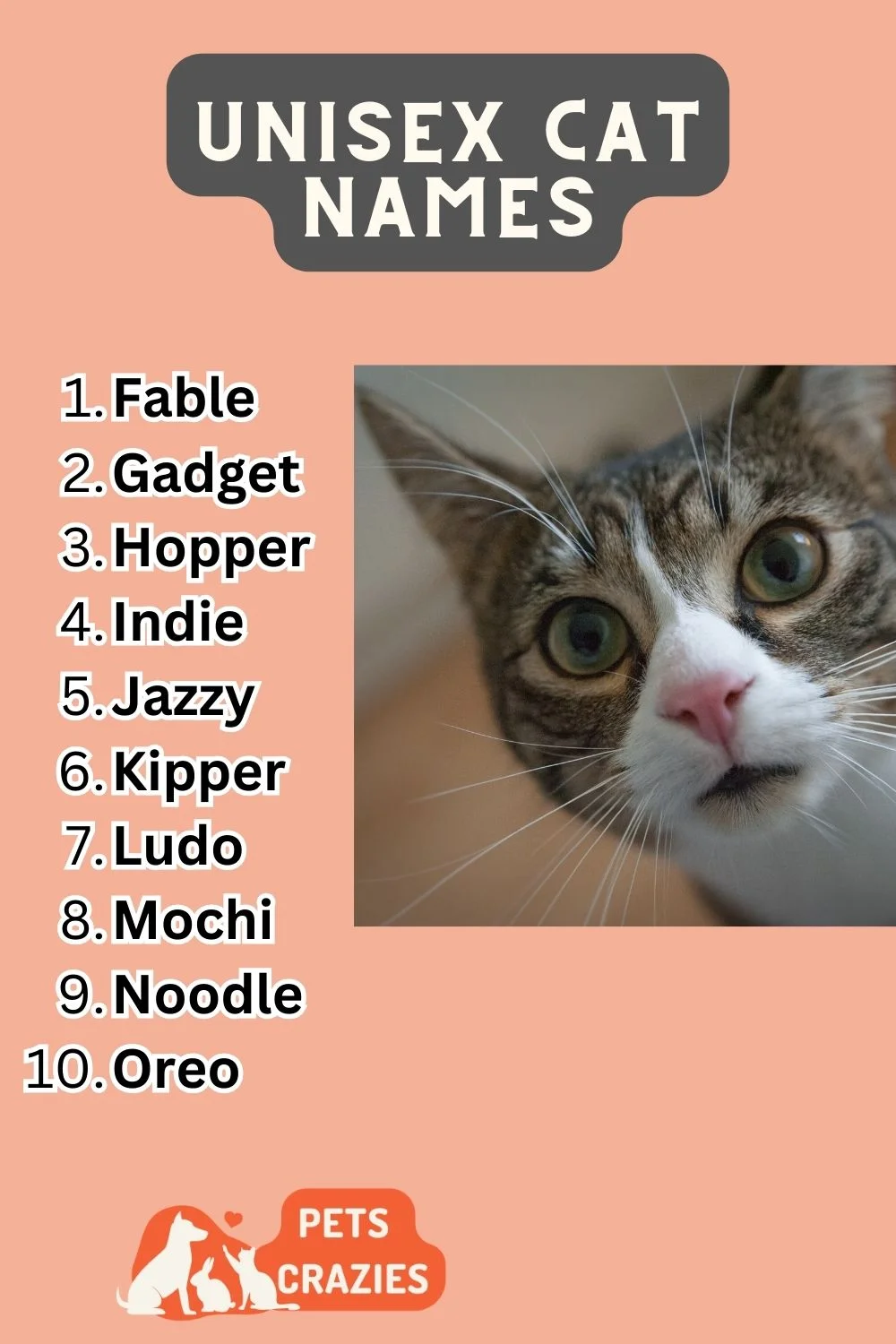 Unisex Cat Names - The Perfect Fit For Any Kitty 3 Unisex Cat Names List