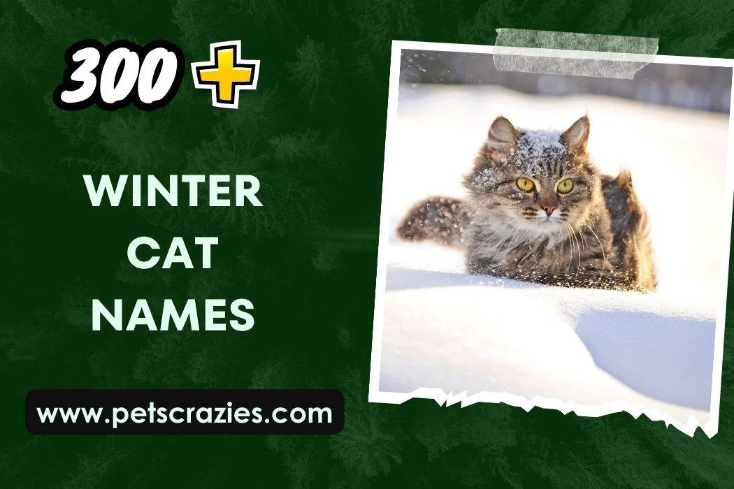 Winter Cat Names (300+ Cozy Companions) 1 Winter Cat Names