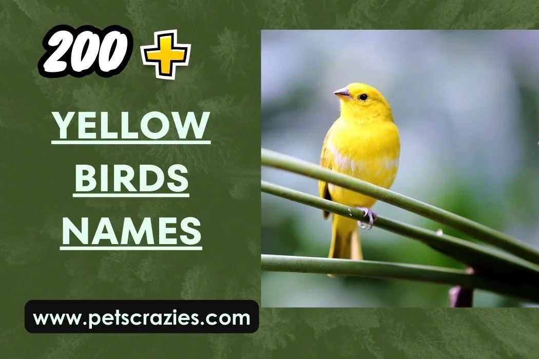 Yellow Birds Names - Unique And Funny Ideas 1 Yellow Birds Names