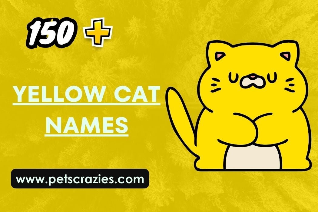 150+ Yellow Cat Names Brighten Your Kitty's World!