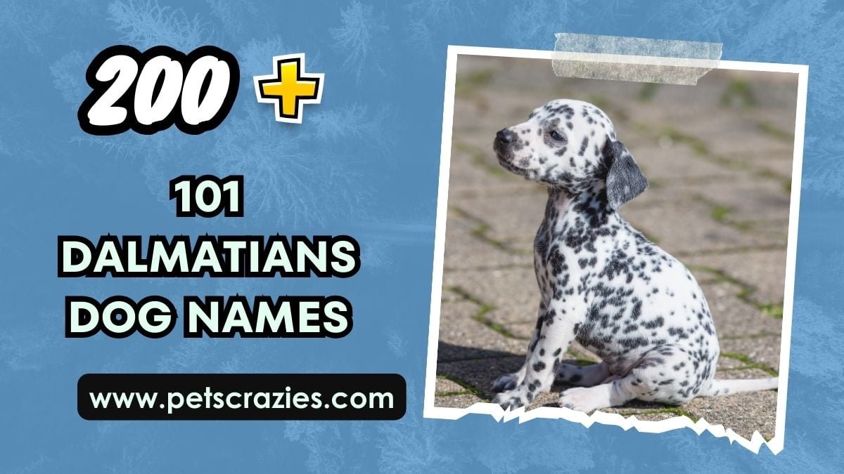 200+ 101 Dalmatian Dog Names - Unique And Popular Picks