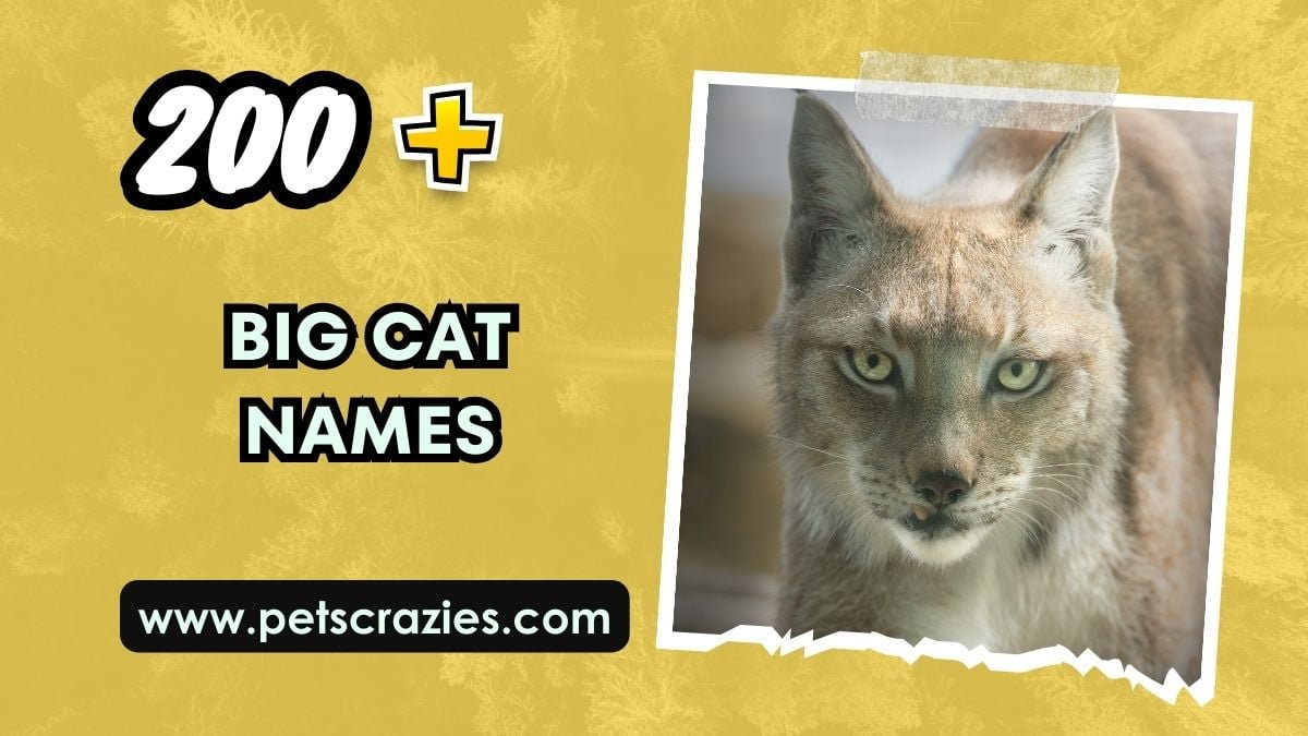 200+ Big Cat Names - Bold And Impressive Ideas