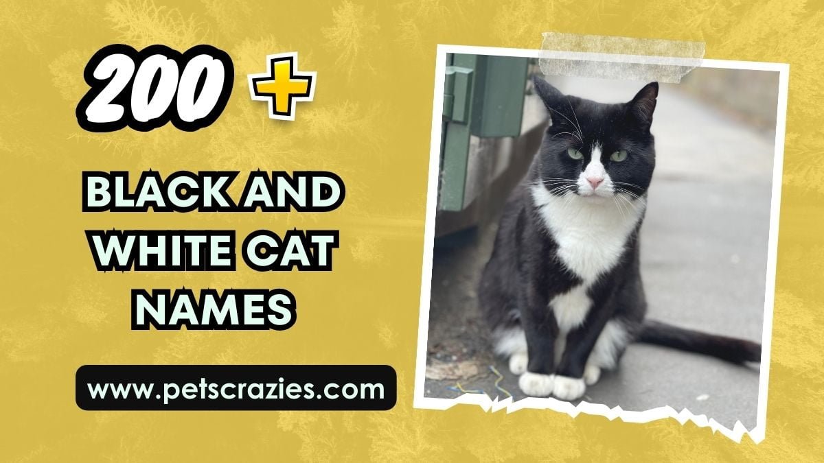 200-black-and-white-cat-names-unique-and-classic-ideas