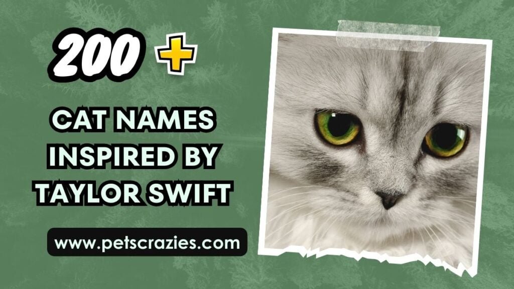 200-cat-names-inspired-by-taylor-swift-unique-ideas